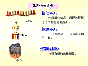 生物学②必修《基因对性状的控制》.ppt