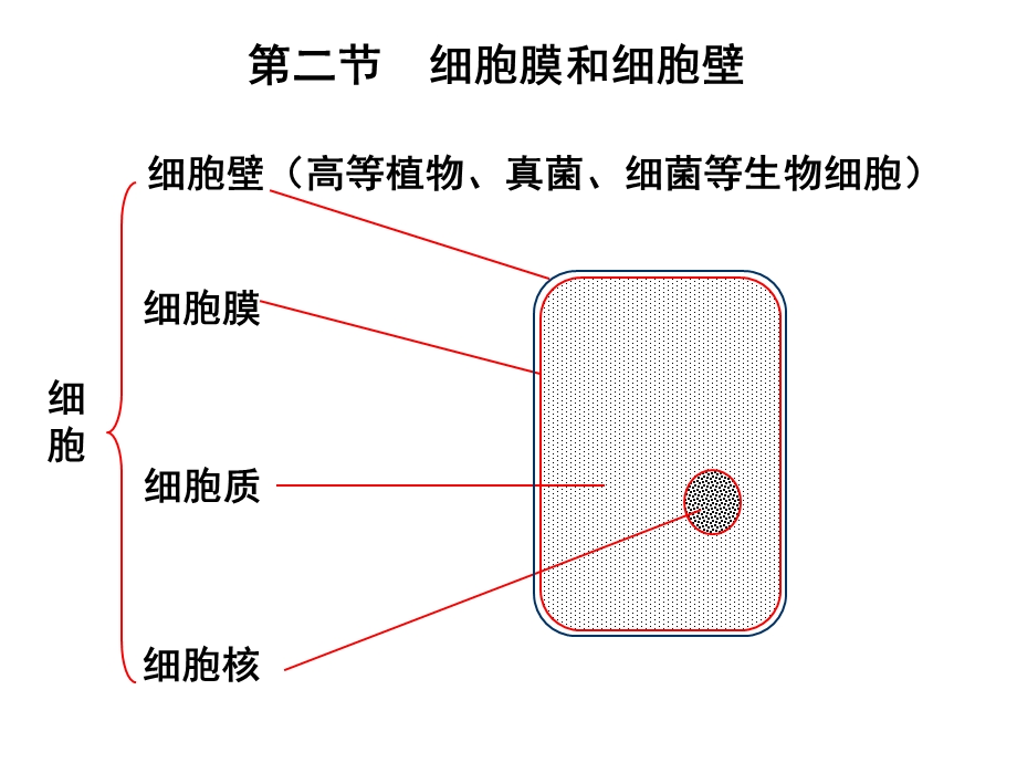 细胞膜和细胞壁(上).ppt_第1页