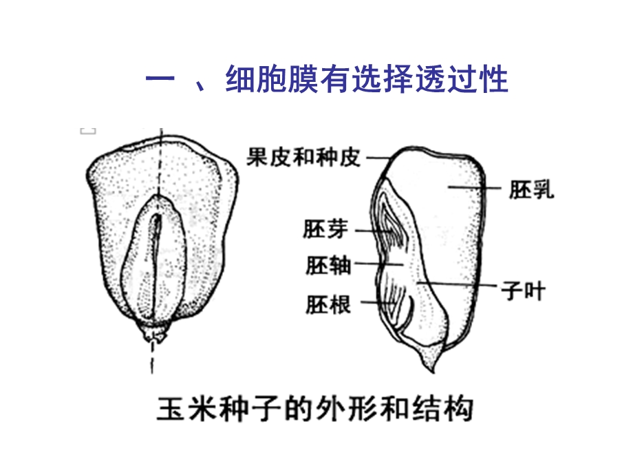 细胞膜和细胞壁(上).ppt_第2页