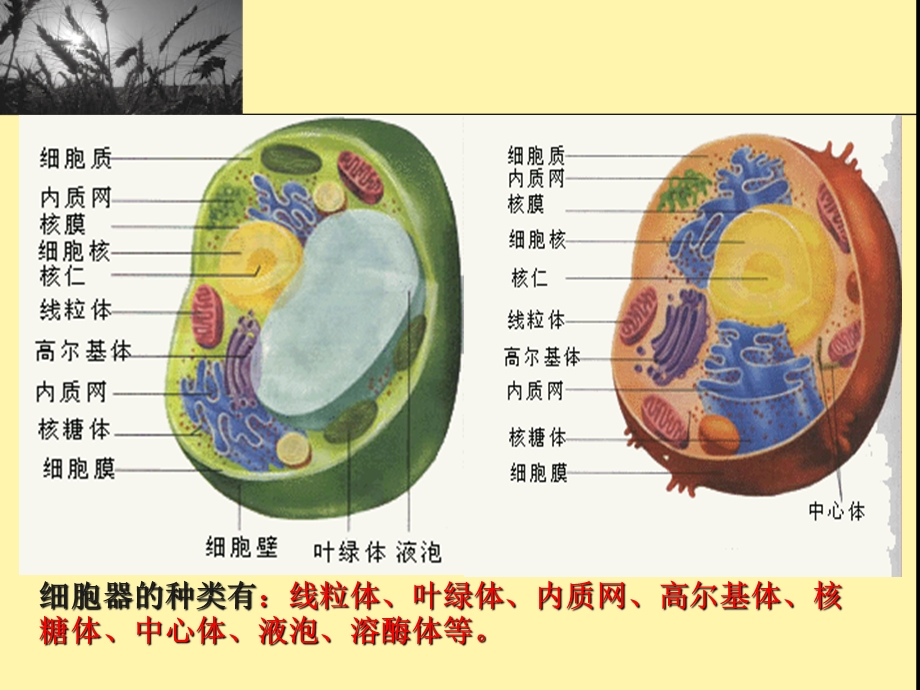 细胞器-系统内的分工合作zhang.ppt_第2页