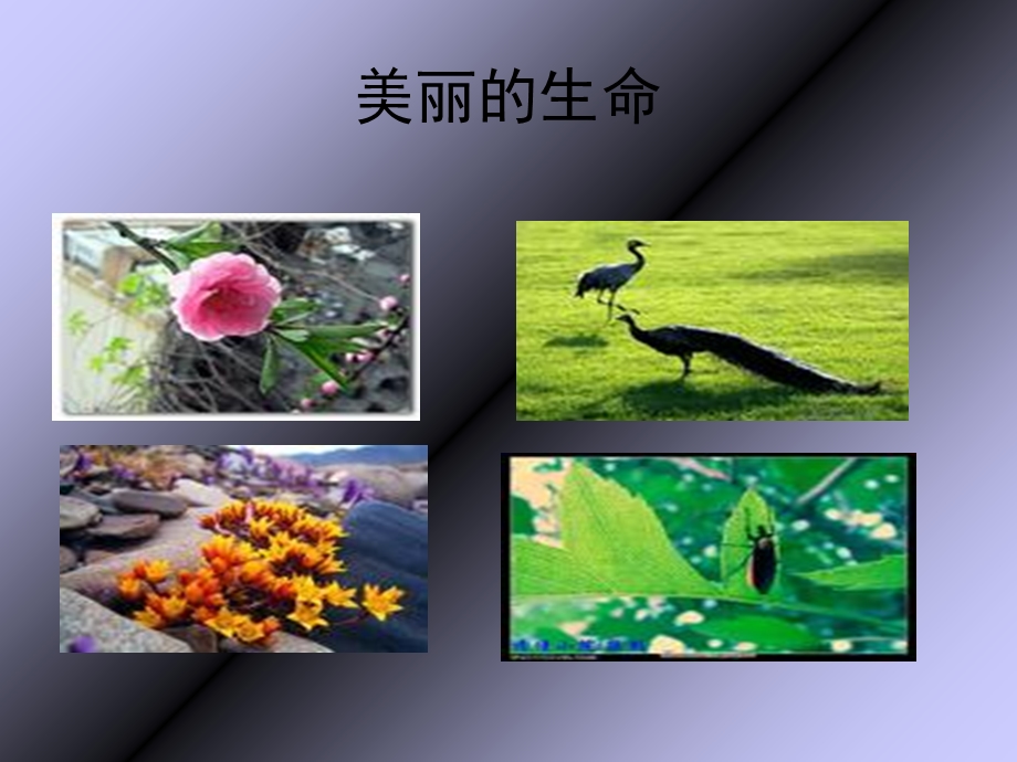 语文七年级上册《短文两篇·蝉·贝壳》上课课件：45页.ppt_第3页