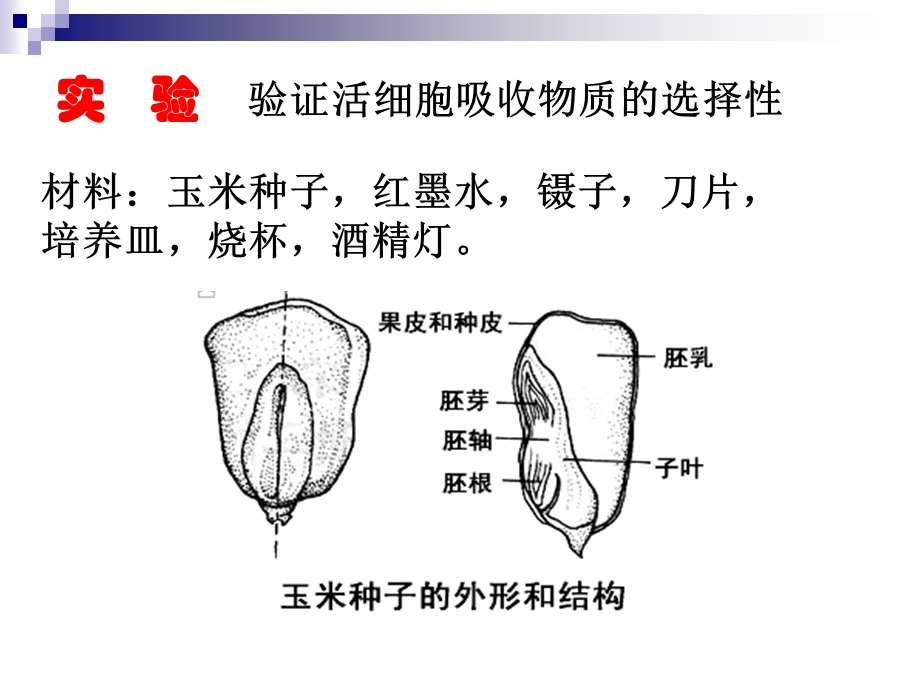 细胞膜和细胞壁上课用.ppt_第2页