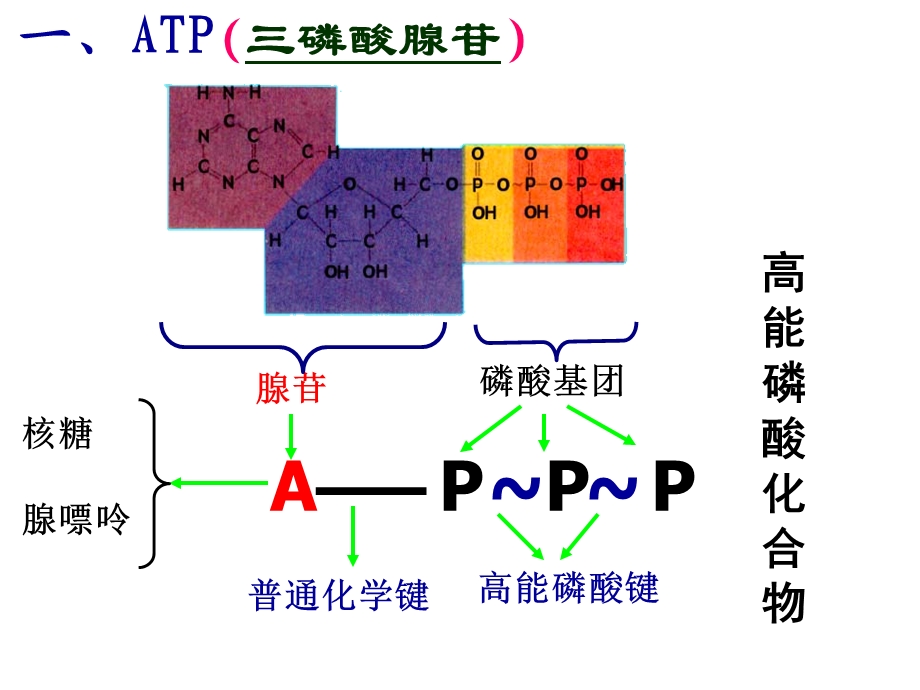 细胞的直接能源物质.ppt_第3页