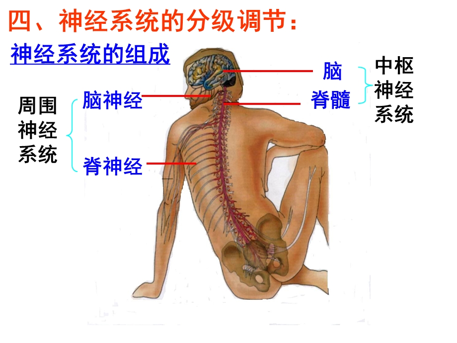 神经系统的高级调节.ppt_第2页