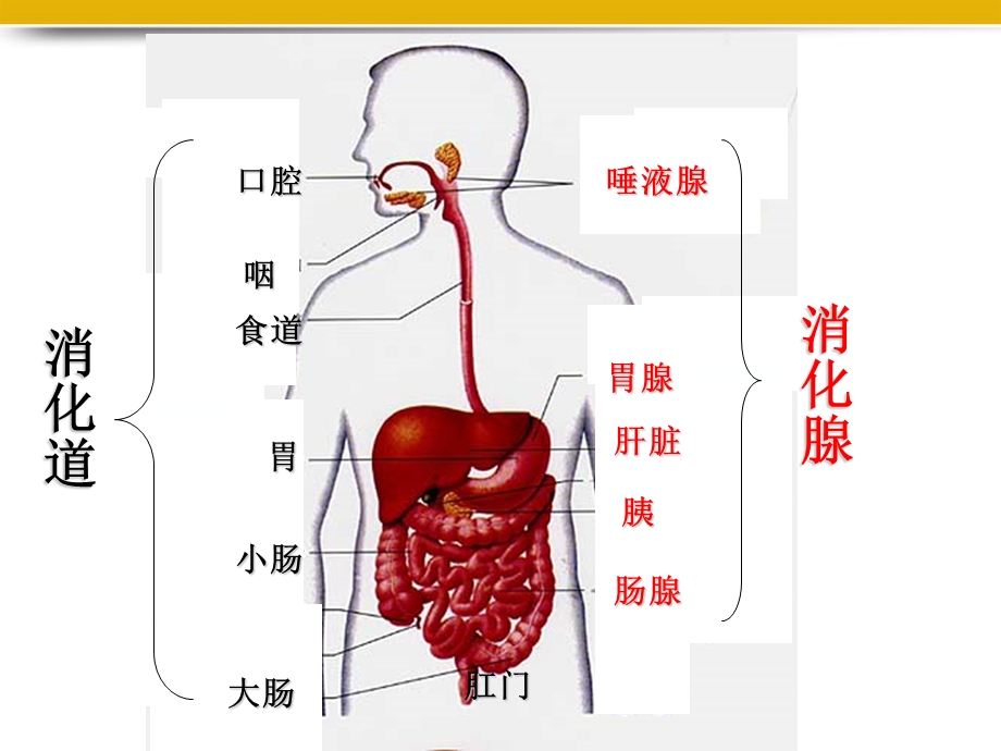 生物下册《消化和吸收》课件济南版.ppt_第3页