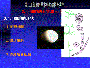 细胞的基本形态结构和类型.ppt