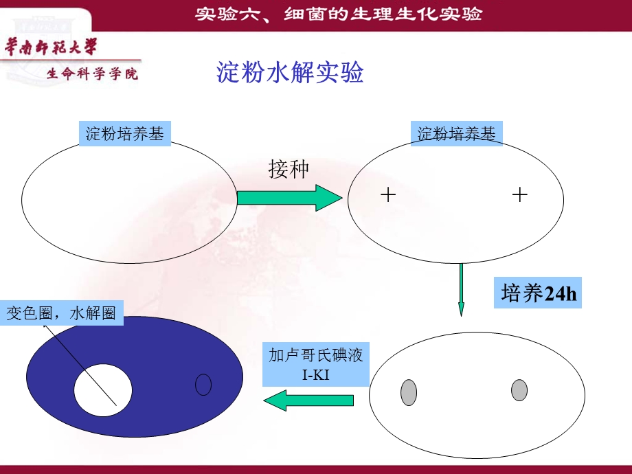 细菌的生理生化实验.ppt_第3页