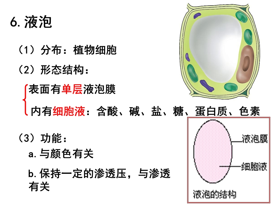 浙教版生物必修一：细胞质.ppt_第2页