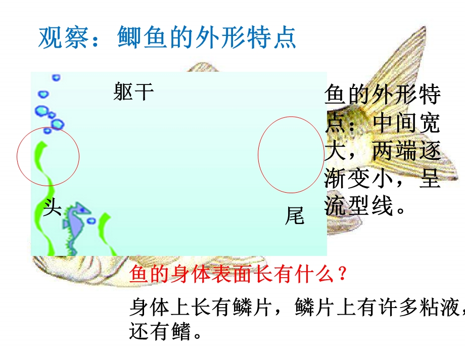 鄂教版小学五年级科学上册《8.鱼》.ppt_第3页