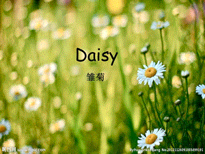 英语课前演讲-Daisy.ppt