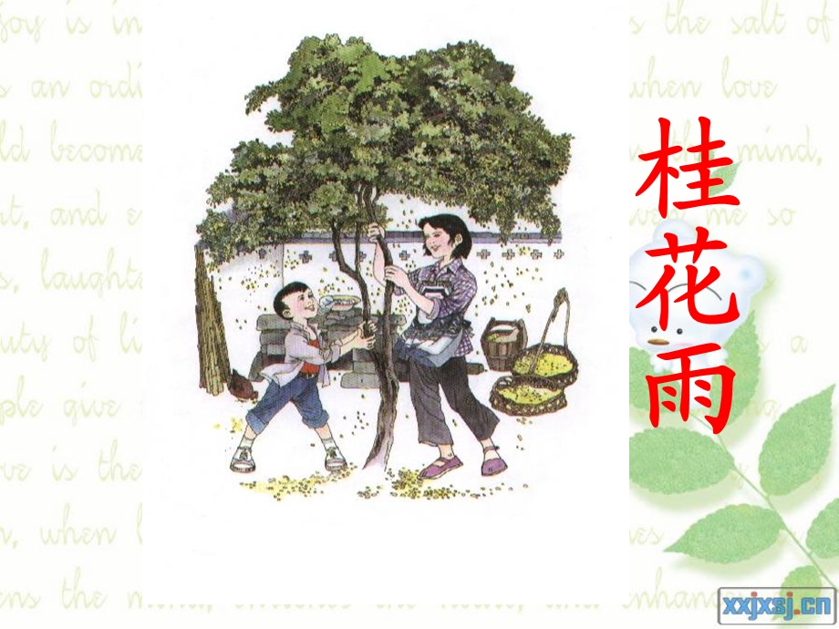 苏教小学语文四年级上桂花雨.ppt_第1页