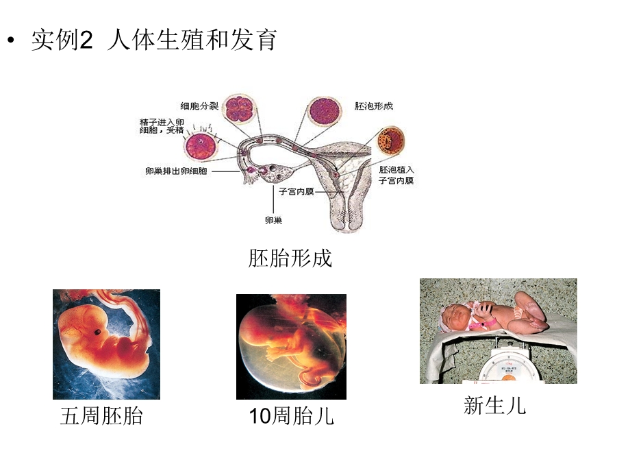 走进细胞显微镜的使用.ppt_第3页