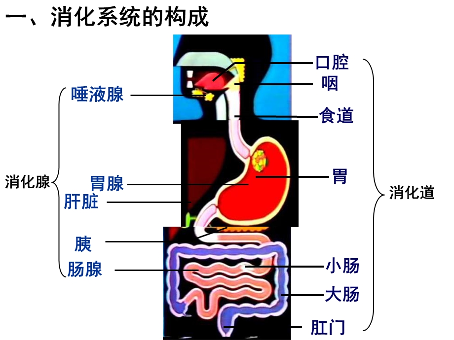 生物下册《消化和吸收》.ppt_第2页