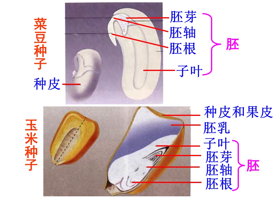 种子萌发初中生物课件.ppt_第1页