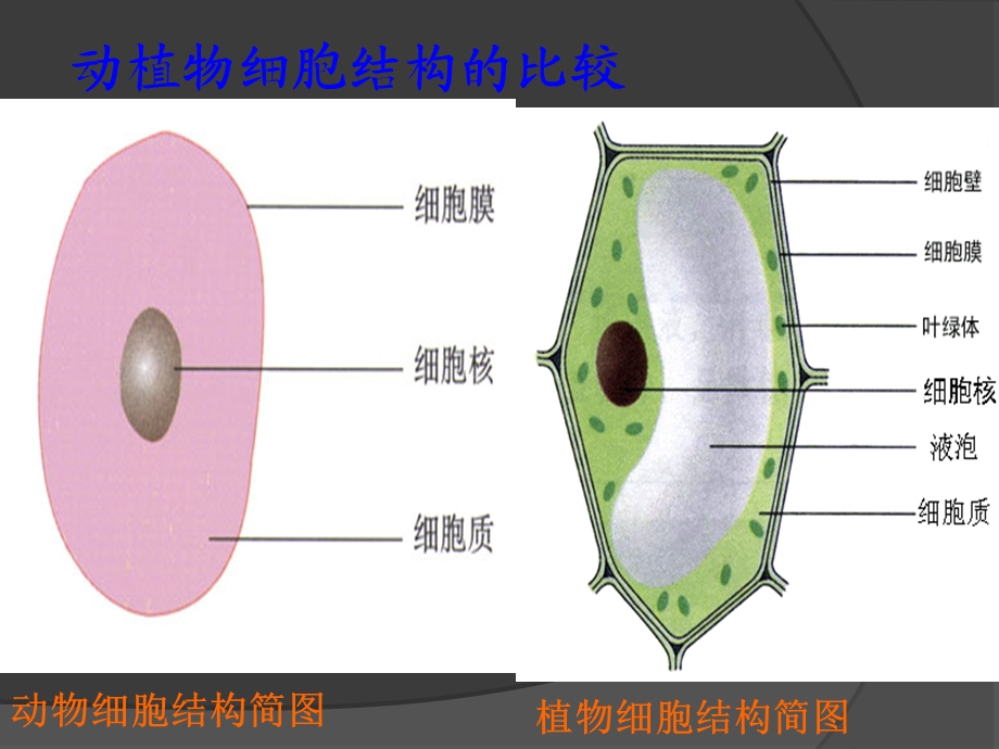 生物第一册上第一二章知识复习.ppt_第3页