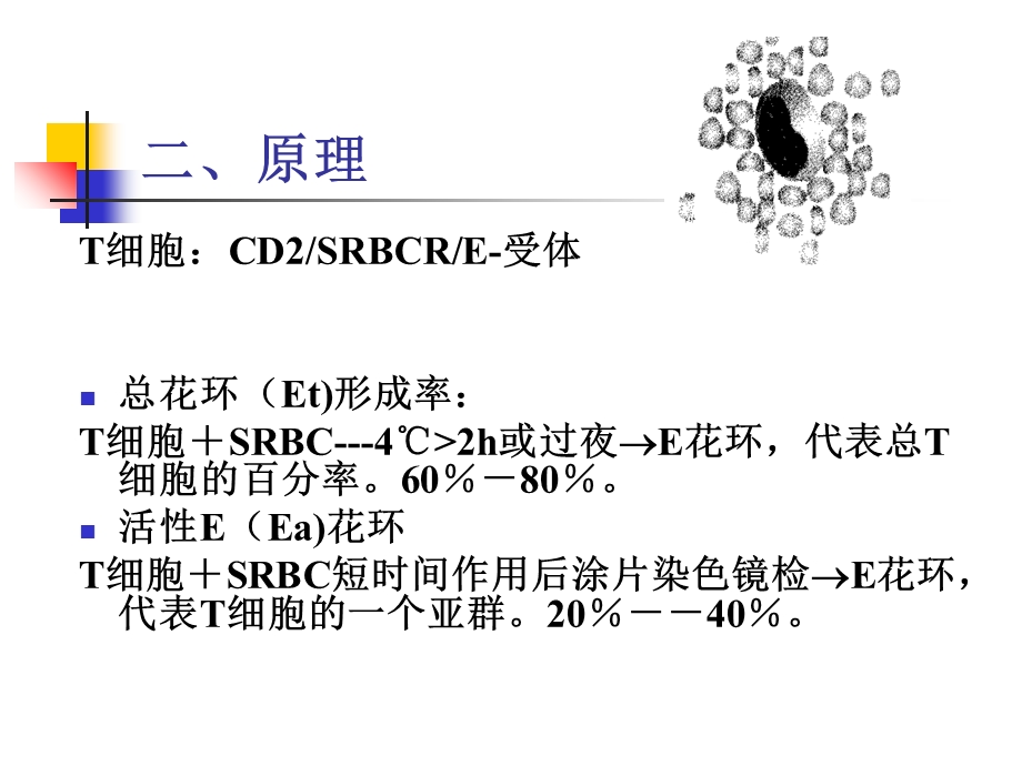 淋巴细胞分离技术.ppt_第3页