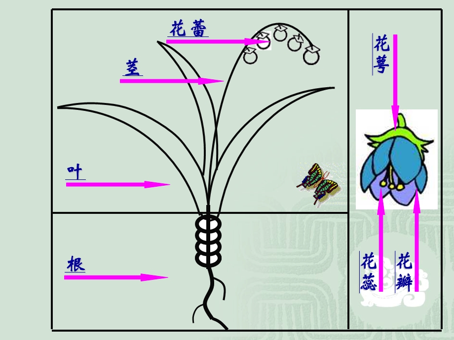 苏教版小学二年级下册美术-茂密的花.ppt_第2页