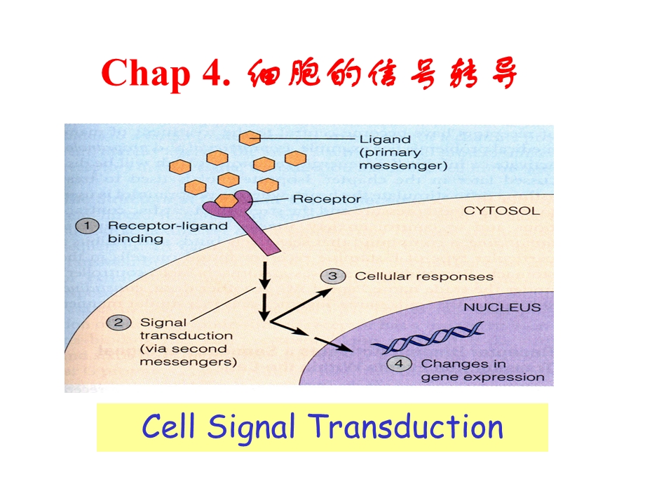 细胞的信号转导医学细胞生物学第四版.ppt_第1页