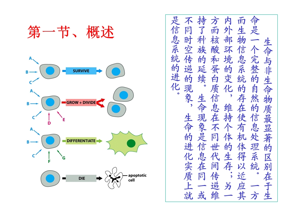 细胞的信号转导医学细胞生物学第四版.ppt_第3页