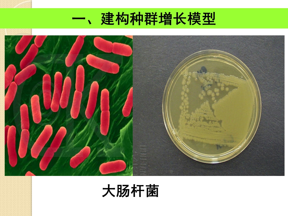 生物《种群数量的变化》课件新人教版.ppt_第3页