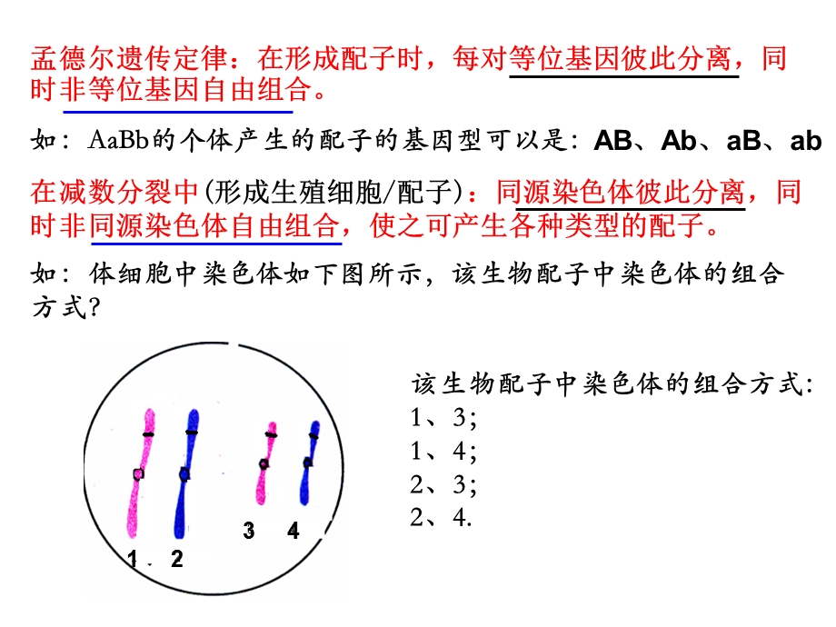 遗传的染色体学说l.ppt_第1页