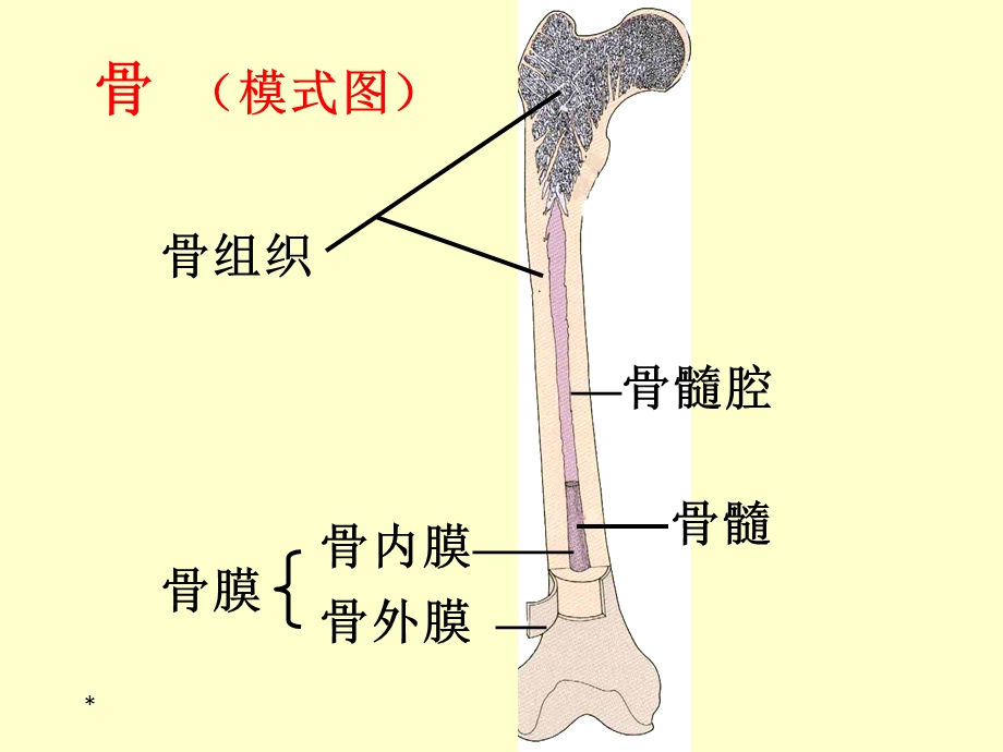 组织学与胚胎学第5章骨.ppt_第3页