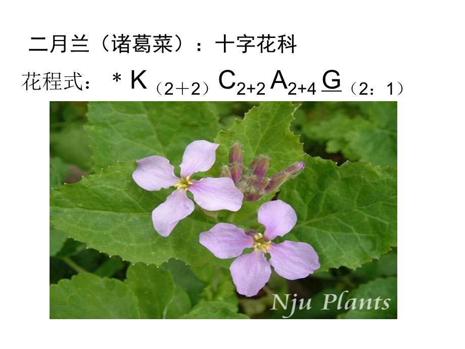 被子植物花的解剖.ppt_第3页