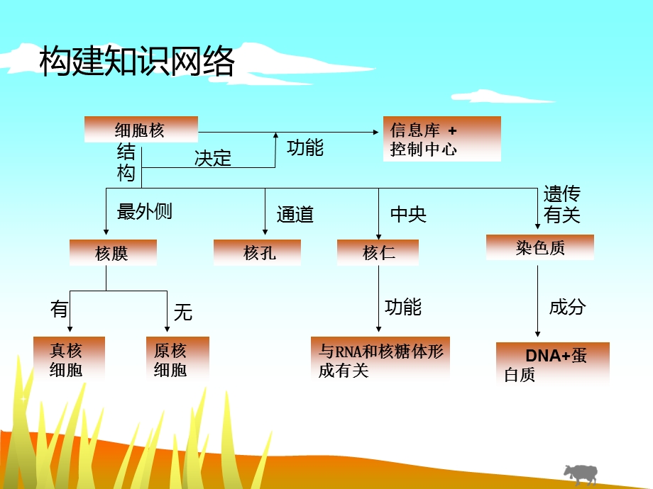 细胞核-系统的控制中心第一轮复习课件.ppt_第3页