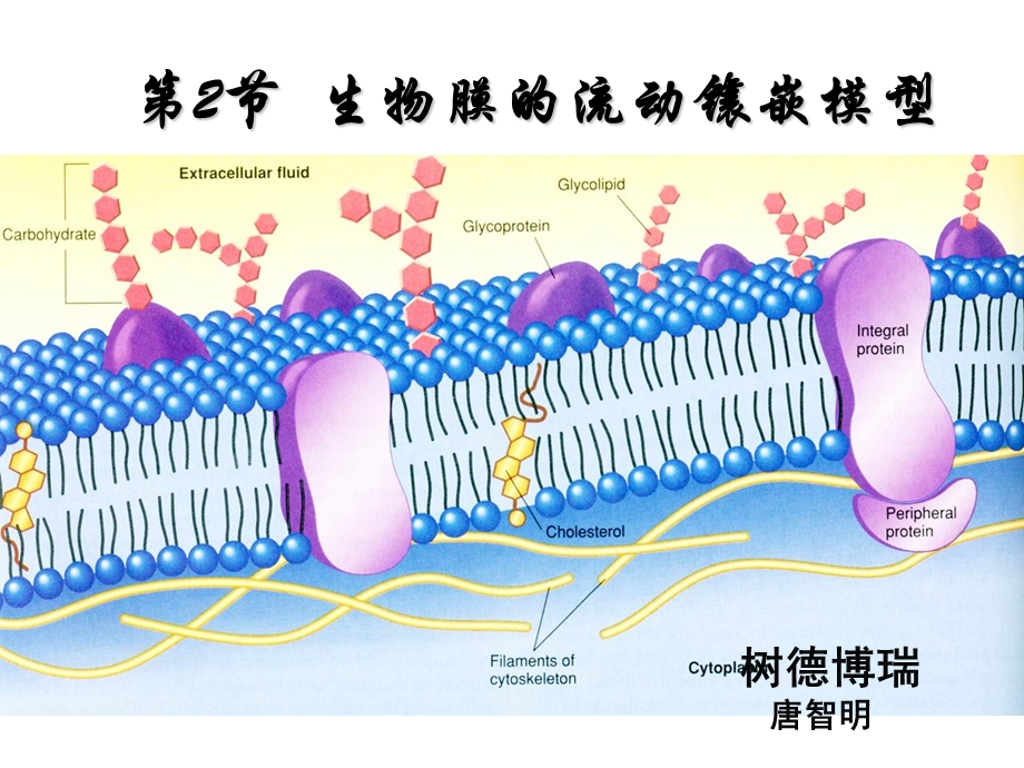 生物膜流动镶嵌模型唐智明.ppt_第1页