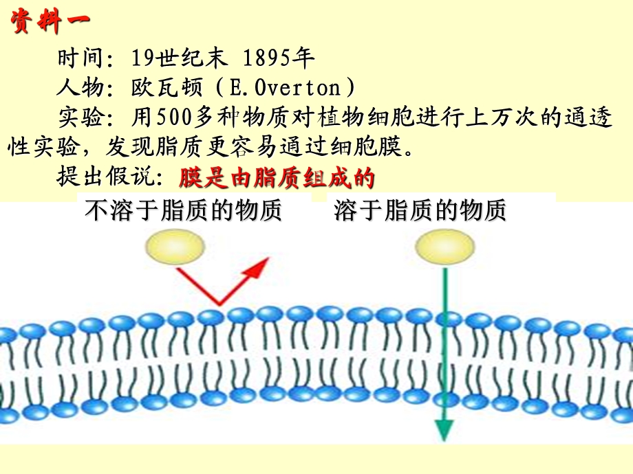 细胞膜的结构和功能上课用.ppt_第3页