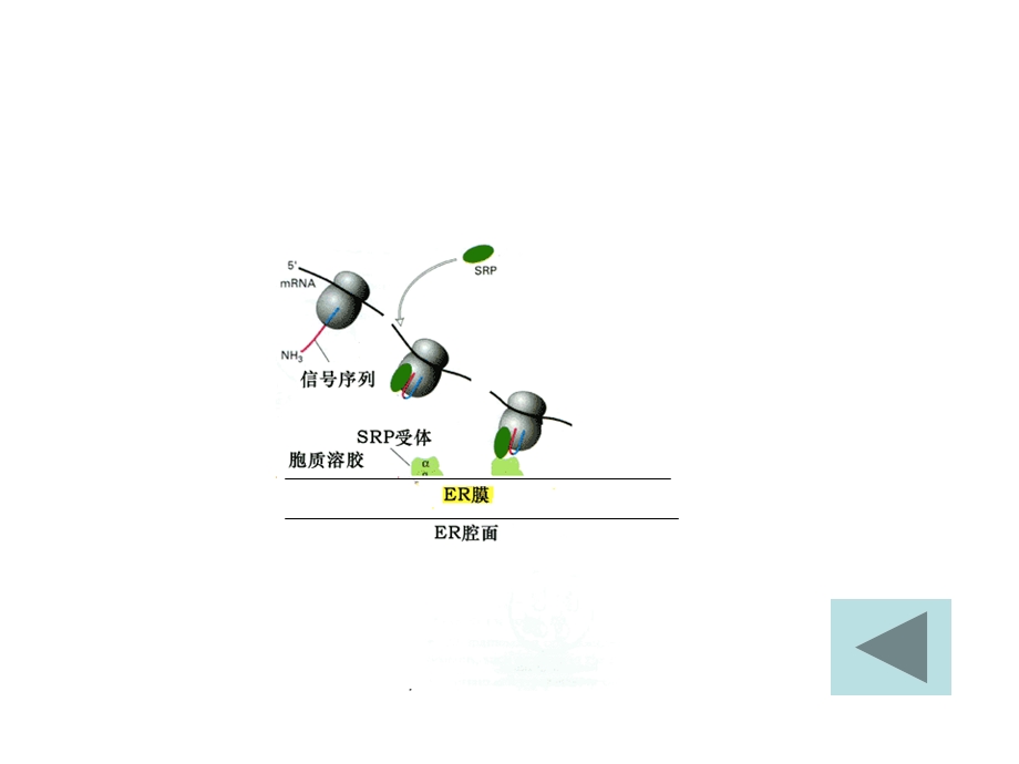 细胞内蛋白质的分选.ppt_第3页