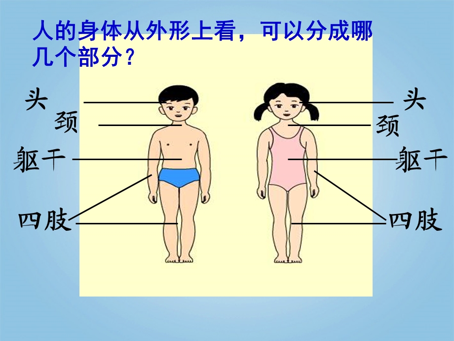 科学下册我们的身体2课件青岛版.ppt_第3页