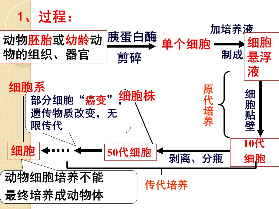 生物《动物细胞工程》复习课件新人教版.ppt_第3页