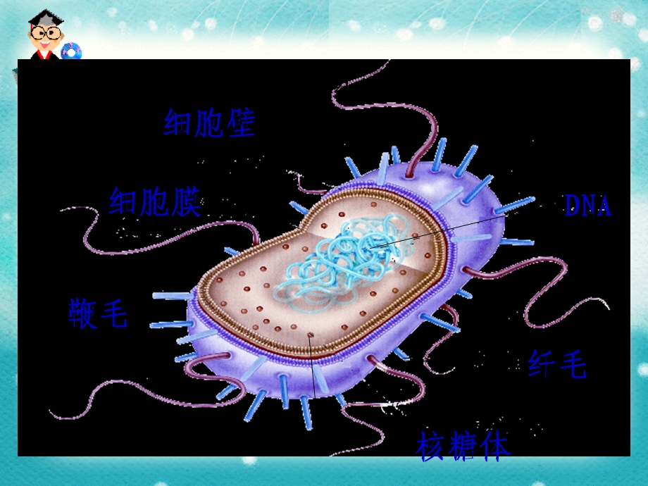 细胞的类型和结构(细胞膜).ppt_第2页