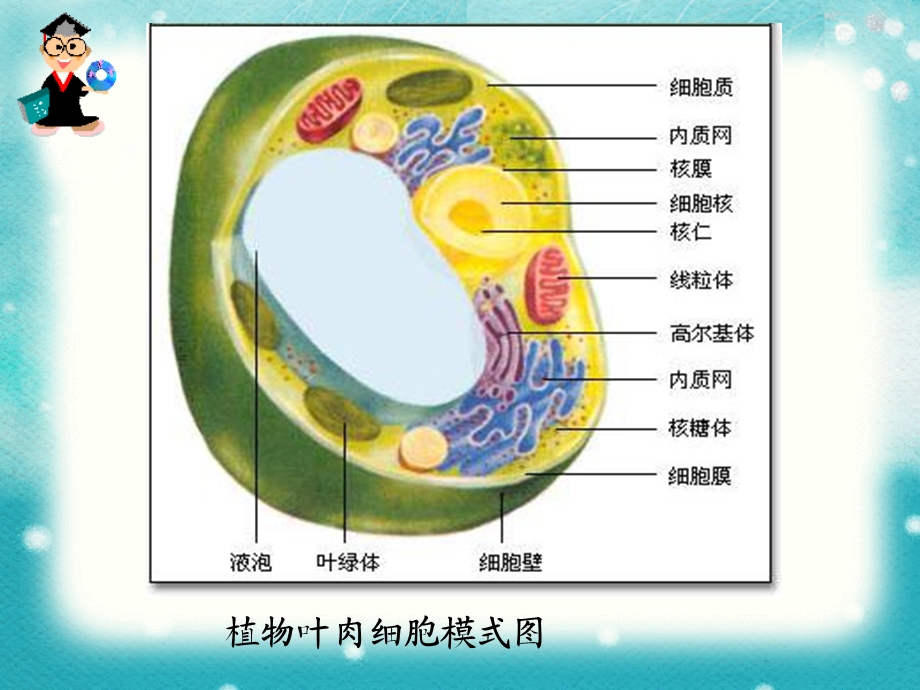 细胞的类型和结构(细胞膜).ppt_第3页