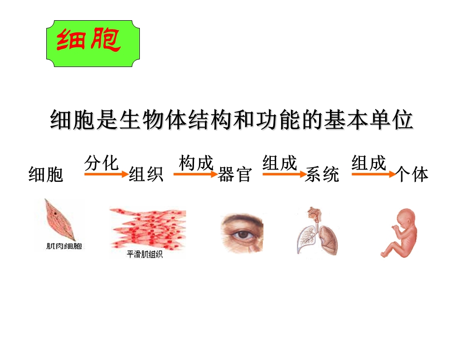 细胞膜的结构和功.ppt_第3页