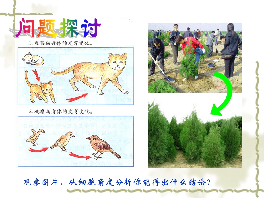 细胞的增殖(课件1).ppt_第2页