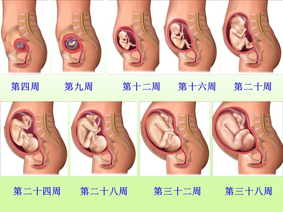 苏教版科学五年级下册《我是怎样出生的》课件.ppt_第3页