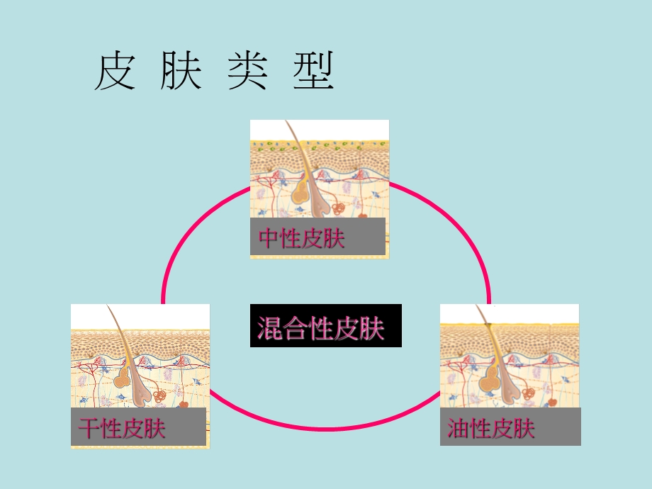 皮肤的类型和问题.ppt_第2页