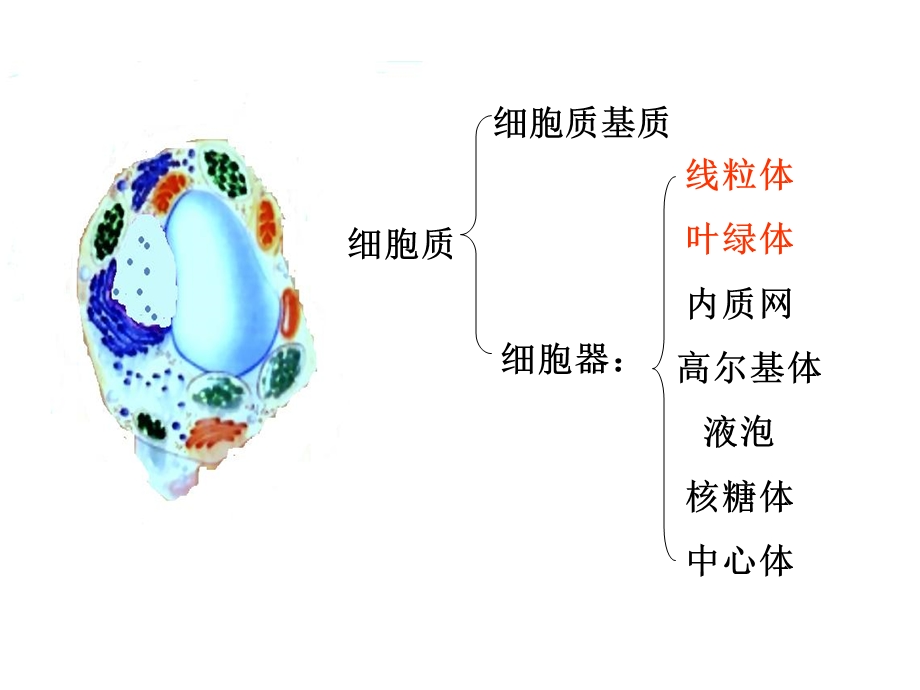 线粒体和叶绿体-的结构和功能.ppt_第3页