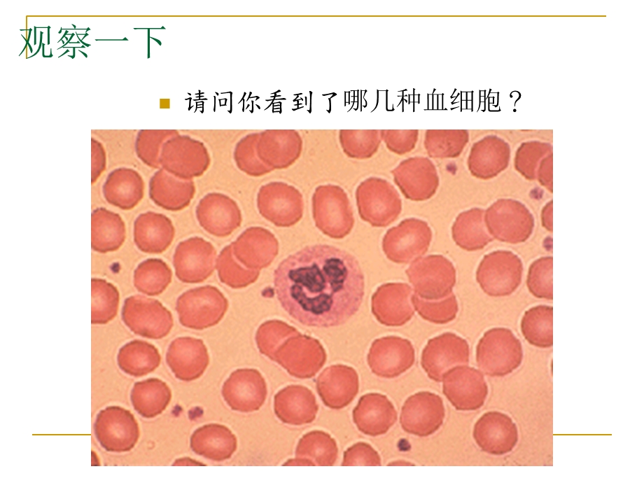 生物下册第四章第二节血流的管道──血管.ppt_第3页