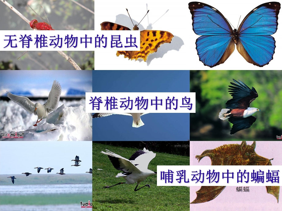 空中飞行的动物课件人教.ppt_第2页