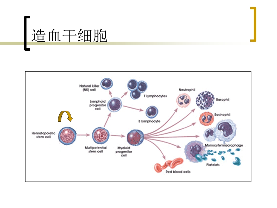 白血病干细胞研究.ppt_第3页