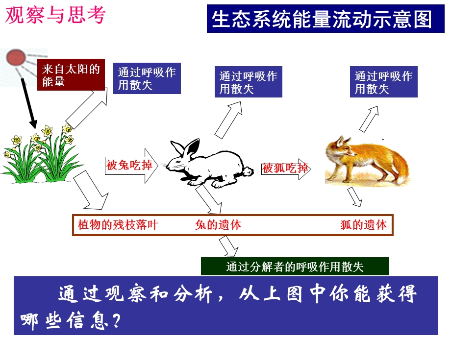 能量流动和物质循环(实用).ppt_第3页