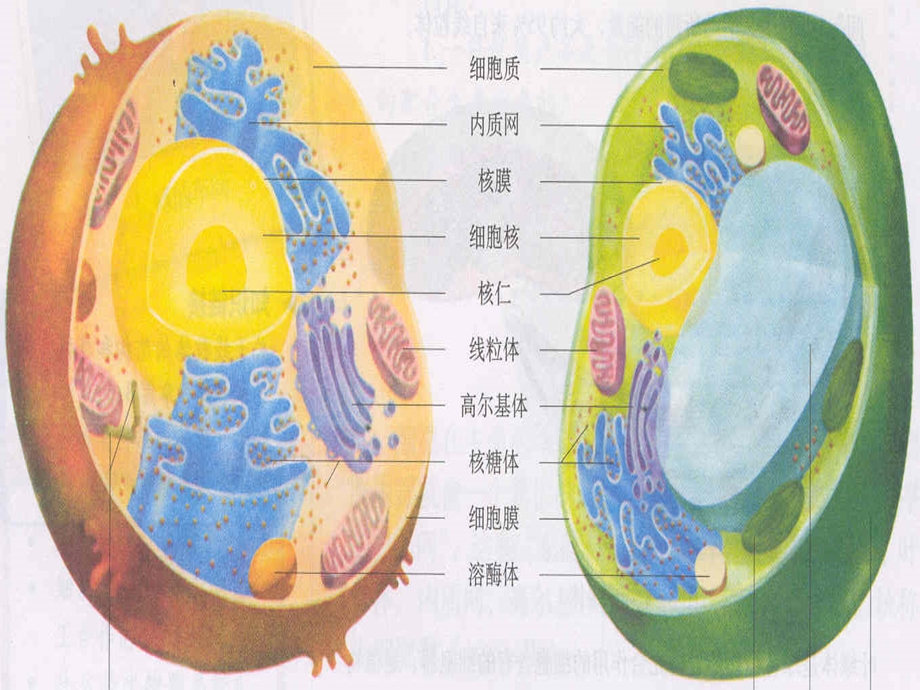 细胞膜控制物质的进出.ppt_第2页