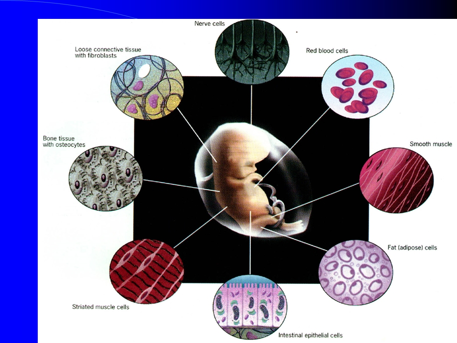 细胞分化—细胞生物学.ppt_第2页