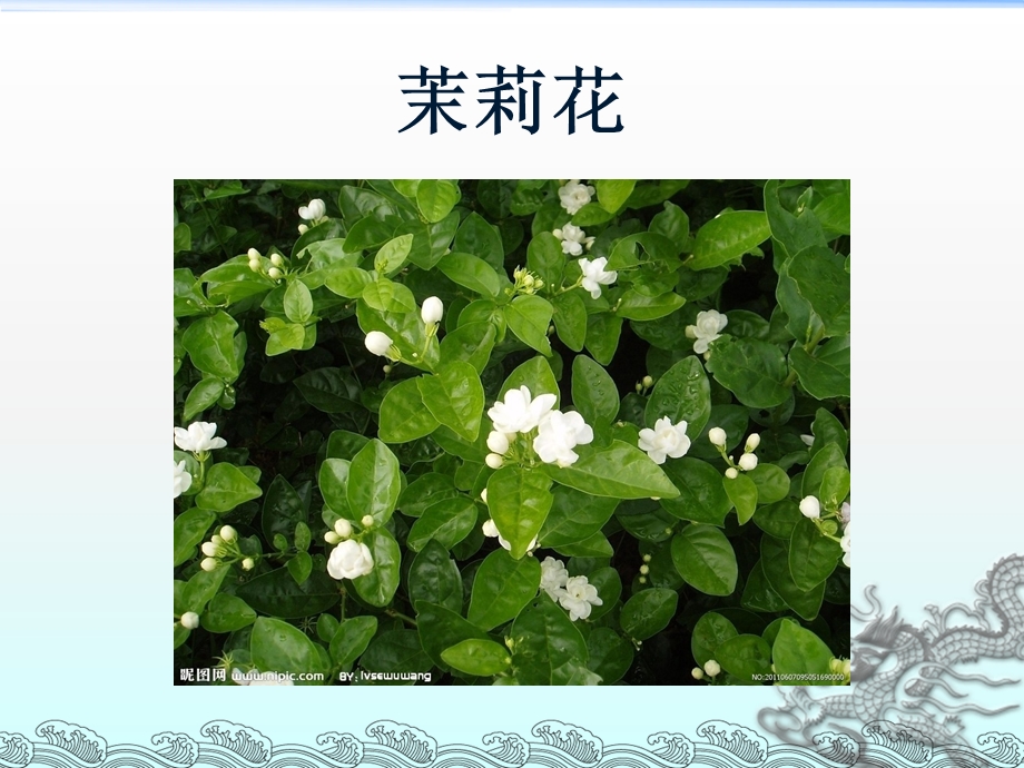 茉莉花、鸡冠花、杜鹃花简介(图文).ppt_第2页