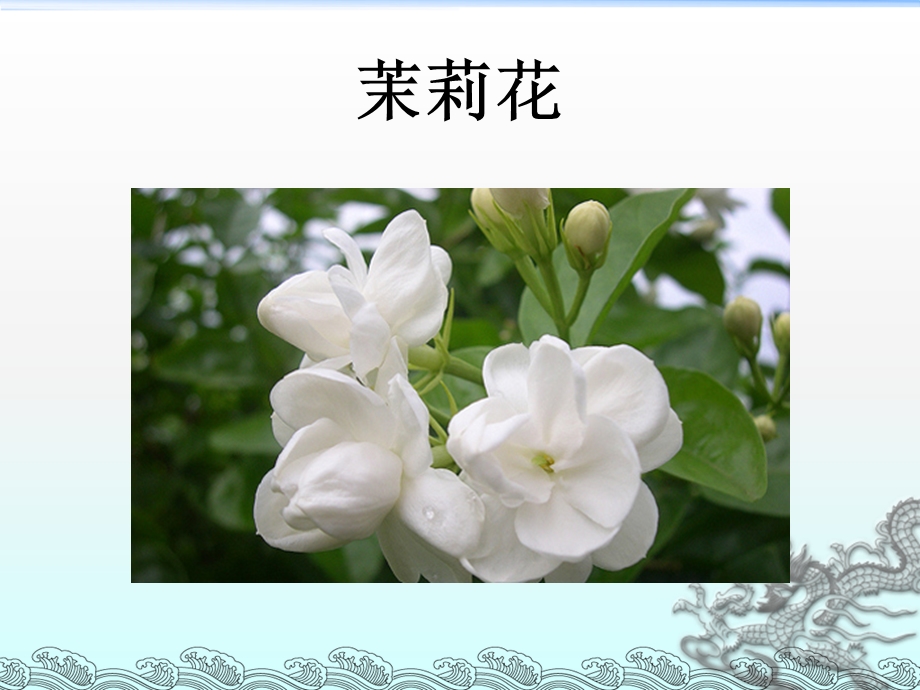 茉莉花、鸡冠花、杜鹃花简介(图文).ppt_第3页