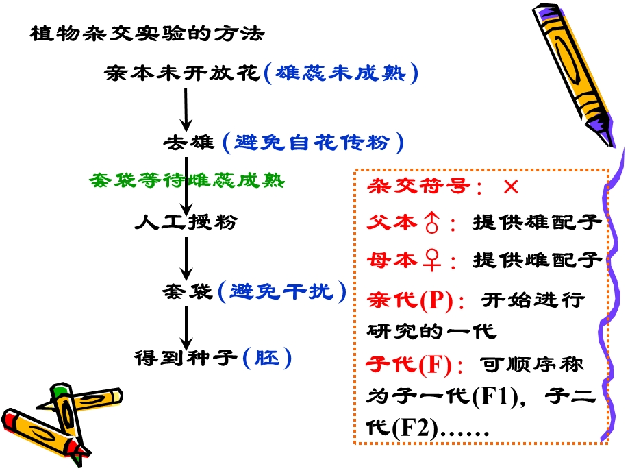 遗传和变异遗传的基本规律.ppt_第3页