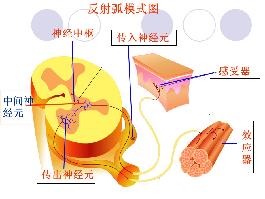 神经系统与神经调(第三课时).ppt_第2页